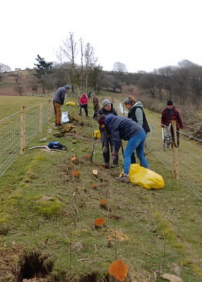 Can you help us plant hedges in the Shropshire Hills this Winter?