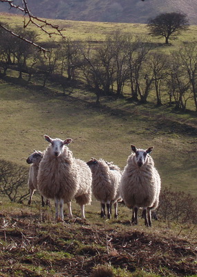 We’re looking for farmers & land managers to join our Grant Assessment Panel