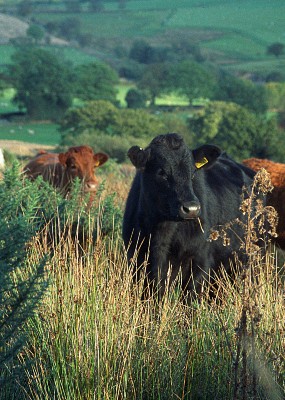 Farming projects in the Shropshire Hills awarded over £400,000