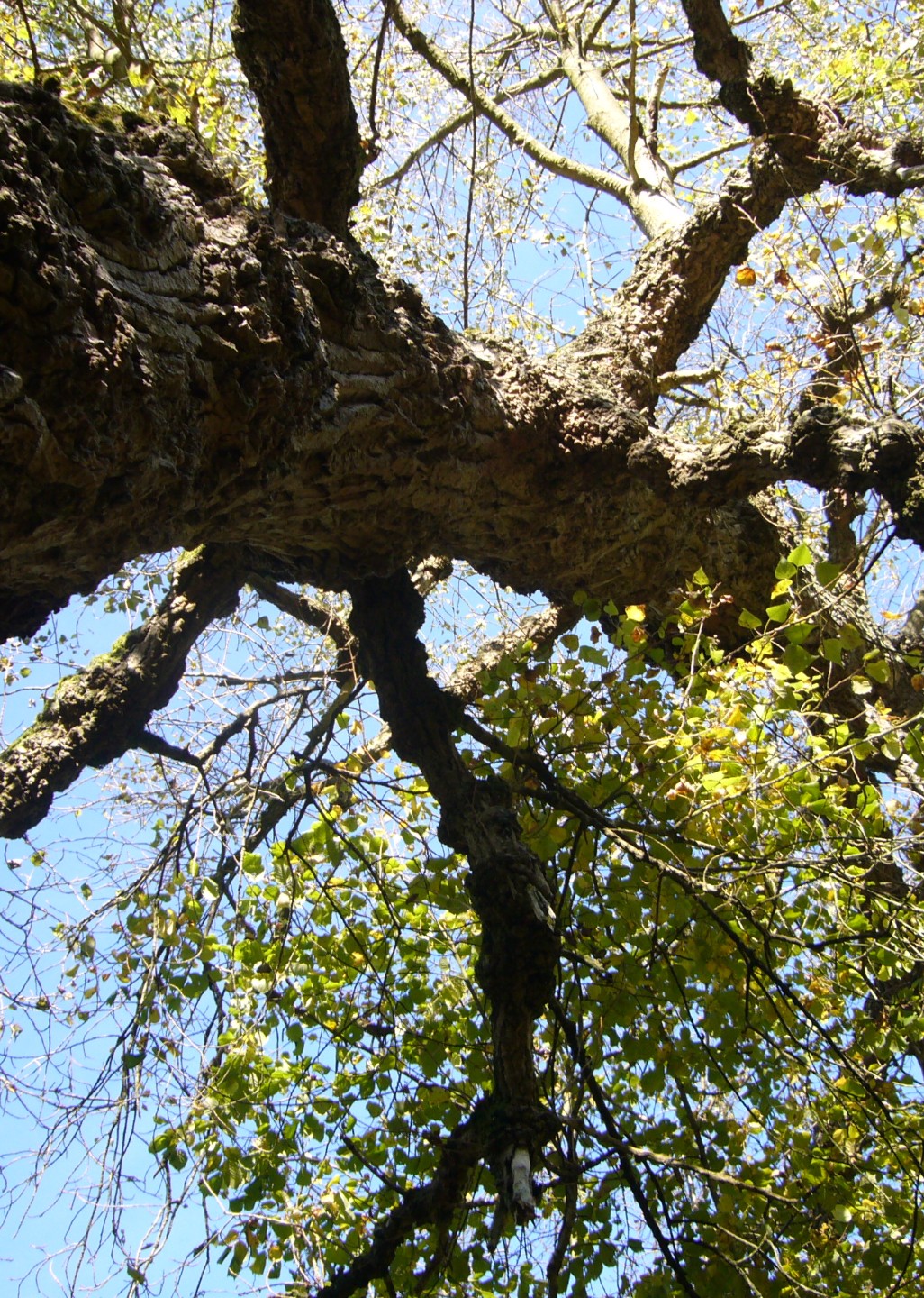 Ancient woodland restoration in the Shropshire Hills