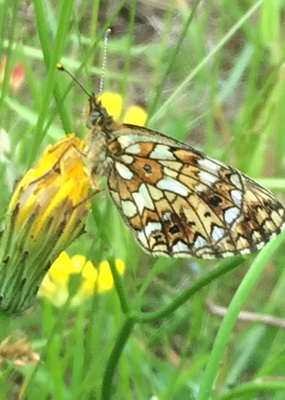 Small Pearl-Bordered Fritillary Butterfly