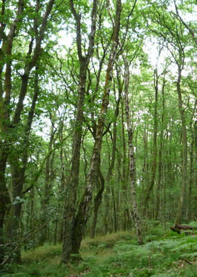 Work Party, Woods for Wood White
