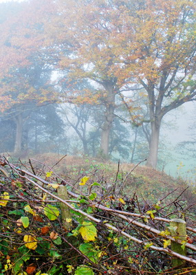 Hedgerows in the Hills