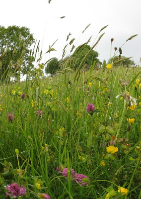 Open Meadows Day, Stiperstones & Ratlinghope