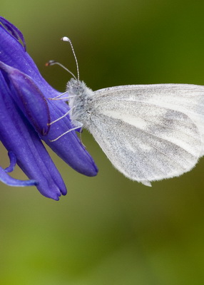 Work Party, Woods for Wood White at Bury Ditches