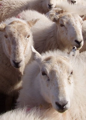 Burwarton Show