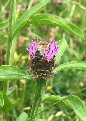 A Decade of Community Conservation; Marches Meadow Group