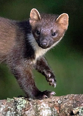 Pine Marten Magic, restoring nature with you, me and our children.