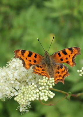 Wild about Westhope Summer Event