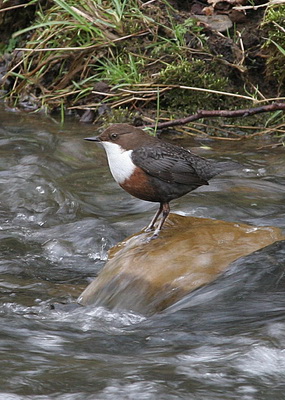 River Clun Festival