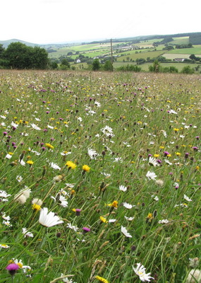 Open Meadows Day in the Shropshire Hills