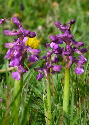 Minsterley Meadows Celebration