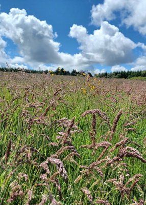 Regenerative Agriculture Accelerator Programme