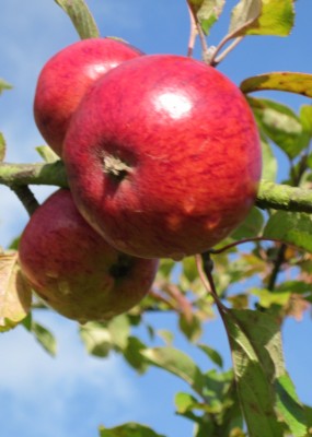 Mammoth Anniversary and Apple Day