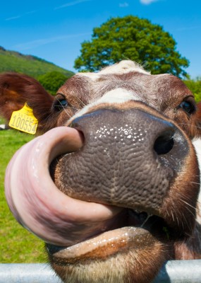 Minsterley Show