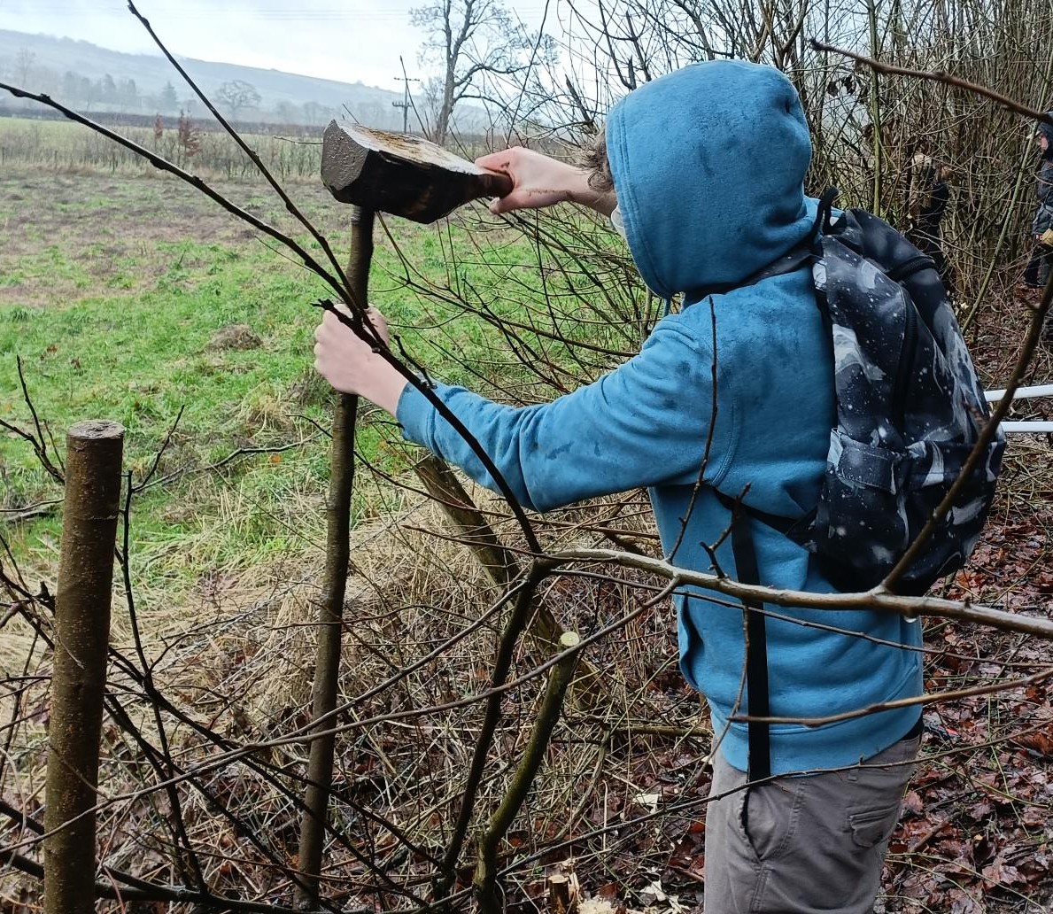 Young Ranger hedgelaying