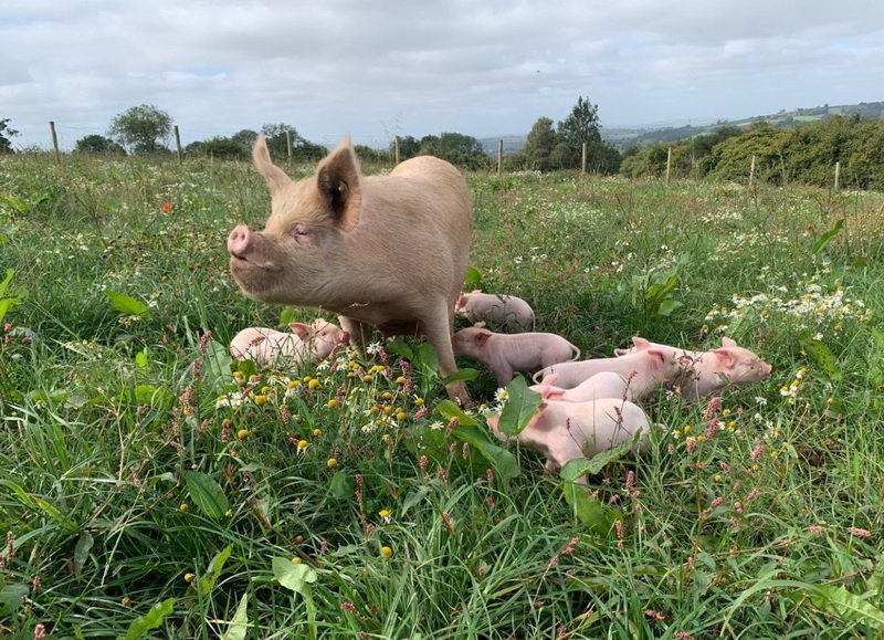 photo of sow and piglets in grass
