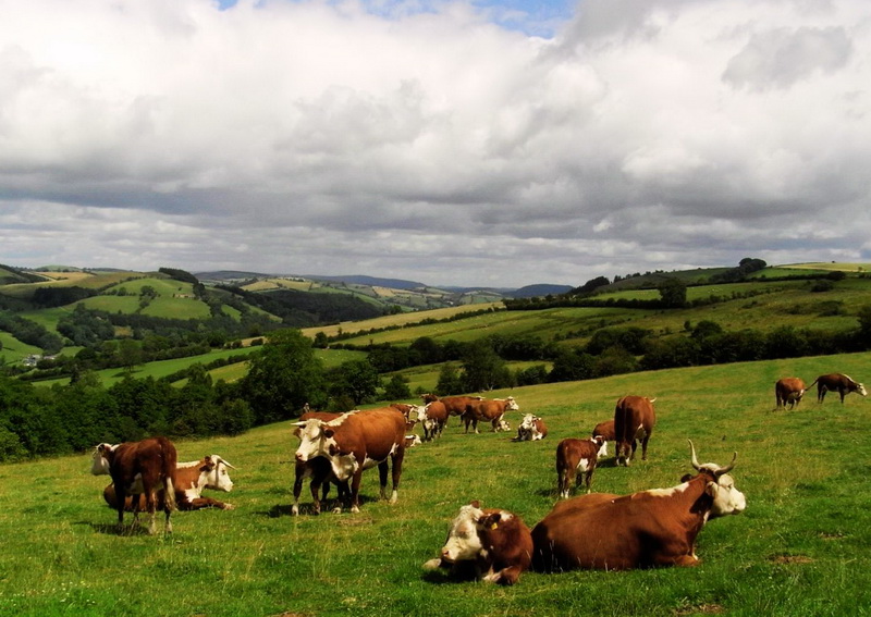 photo of cattle in field