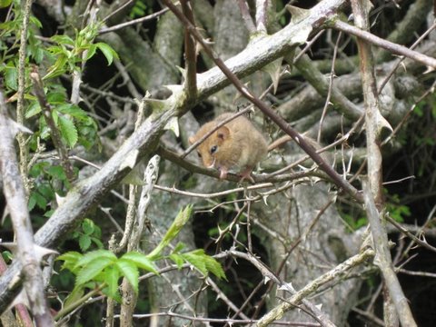 photo of a dormouse in a hedge
