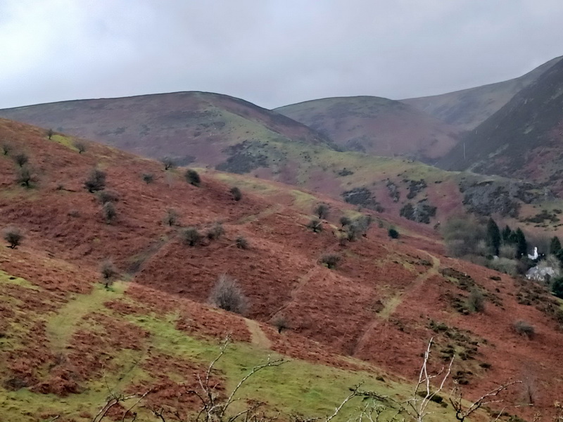 Photograph of bracken control on the Long Mynd