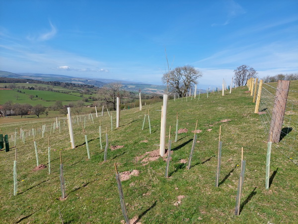 new fencing and tree planting on the farm