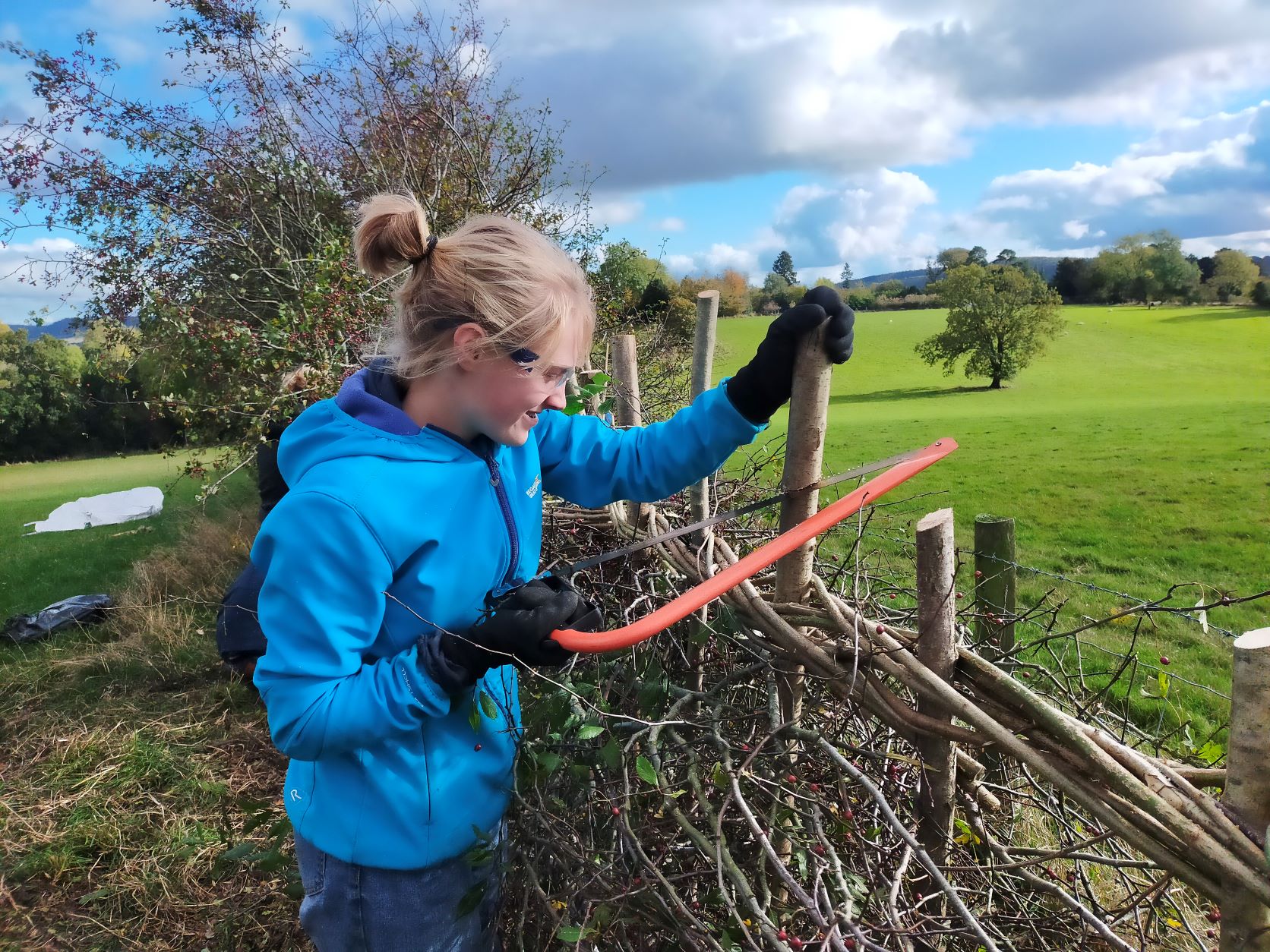 Young Ranger hedgelaying
