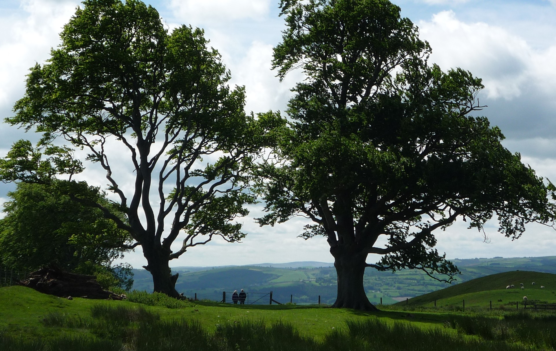 view looking south from the top of the Linley Beeches avenue above Norbury