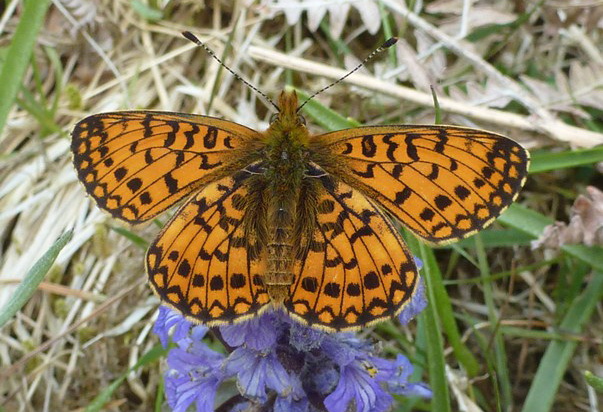 photo of a Small Pearl-Bordered Fritillary Butterfly