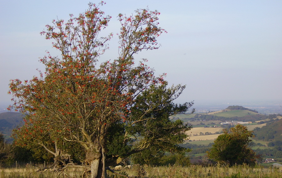 The Hollies Nature Reserve above Snailbeach