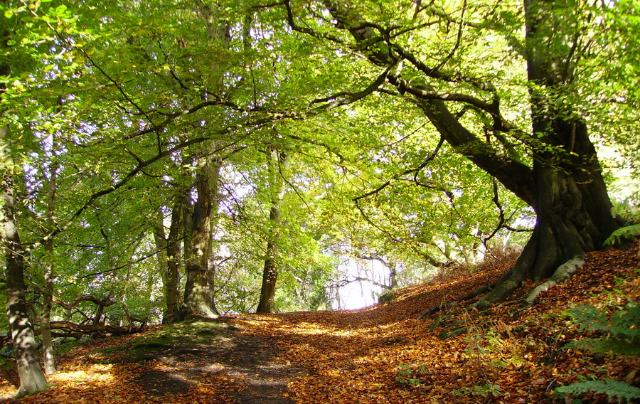 photograph of beech trees at the Wrekin