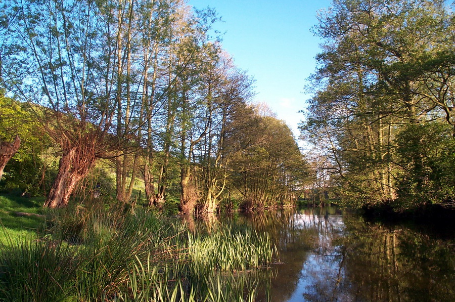 line of alders along the River Onny