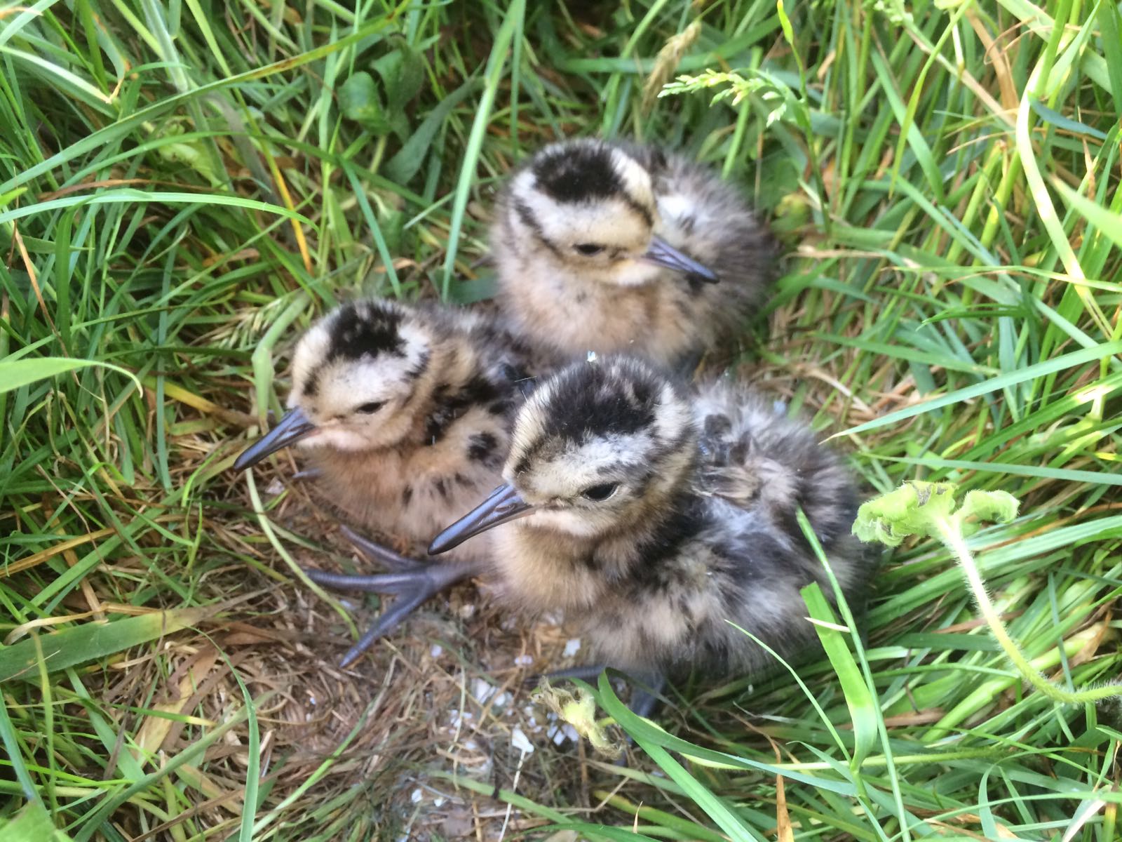 photograph of 3 curlew chicks 
