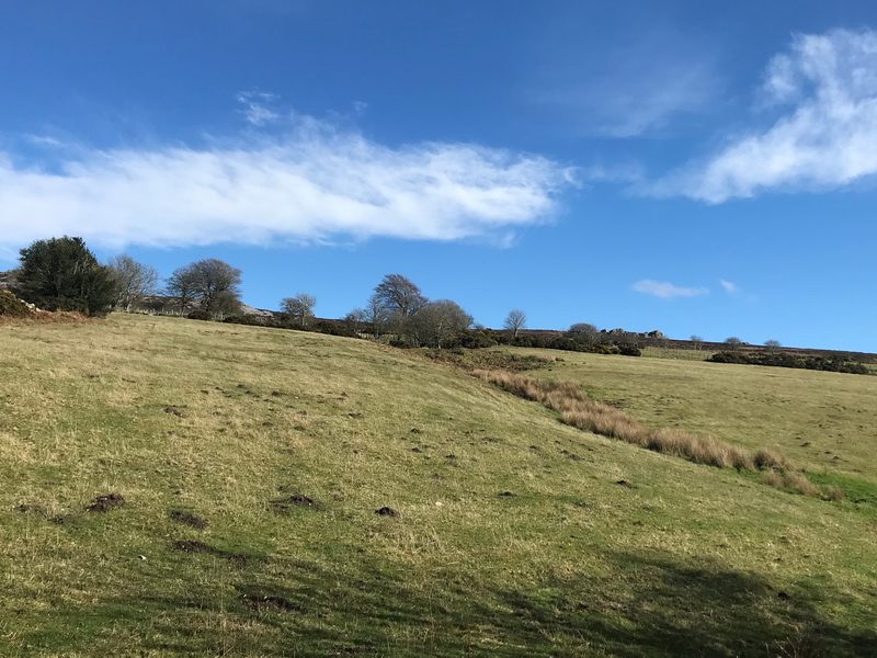 photograph of curlew grassland habitat