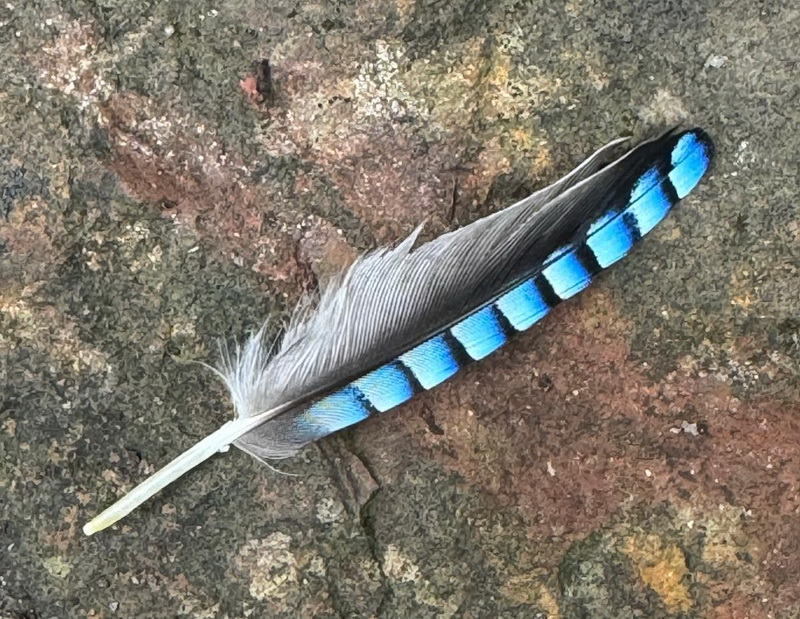 colourful feather