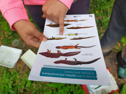 photograph of children looking at a pond dipping id chart
