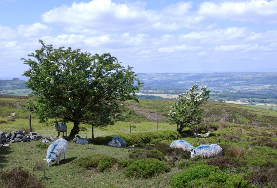 View from Stiperstones Common with sheep in foreground