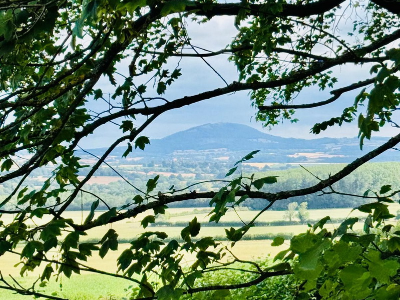view of the Wrekin through the trees on Wenlock Edge