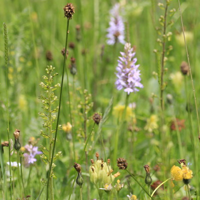 climate & nature recovery