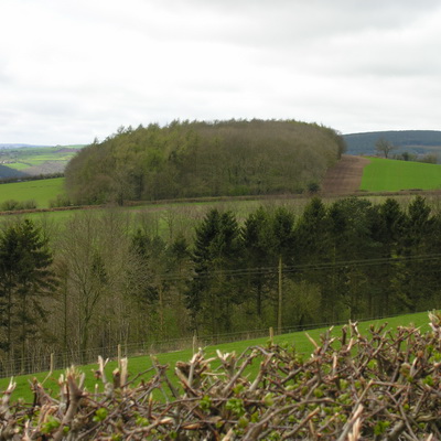 right tree in the right place