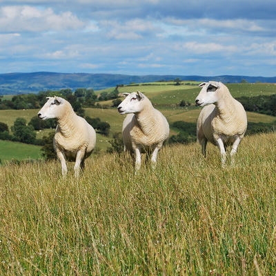 2025-30 Management Plan